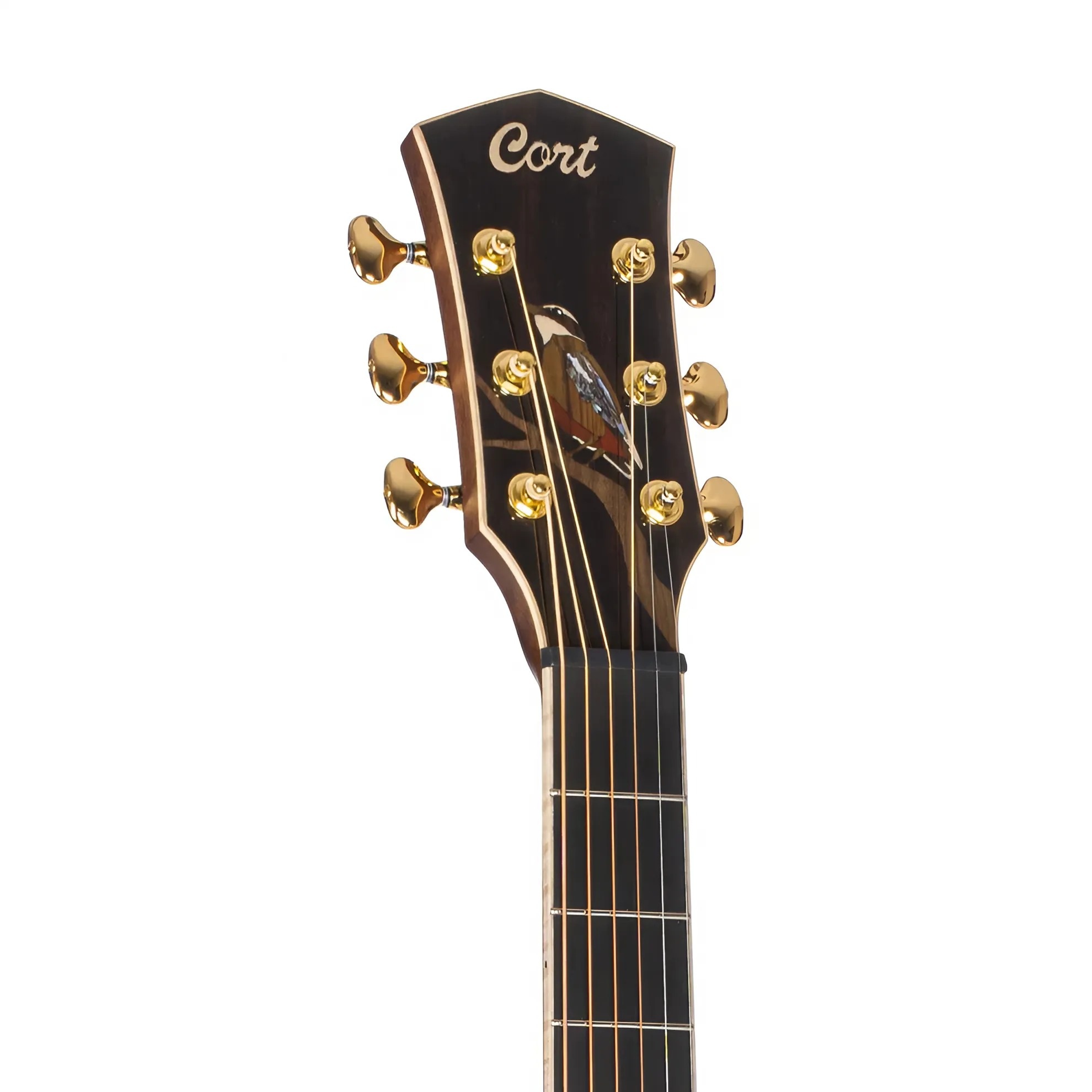 dan-guitar-acoustic-cort-little-forest-angel-can-dan