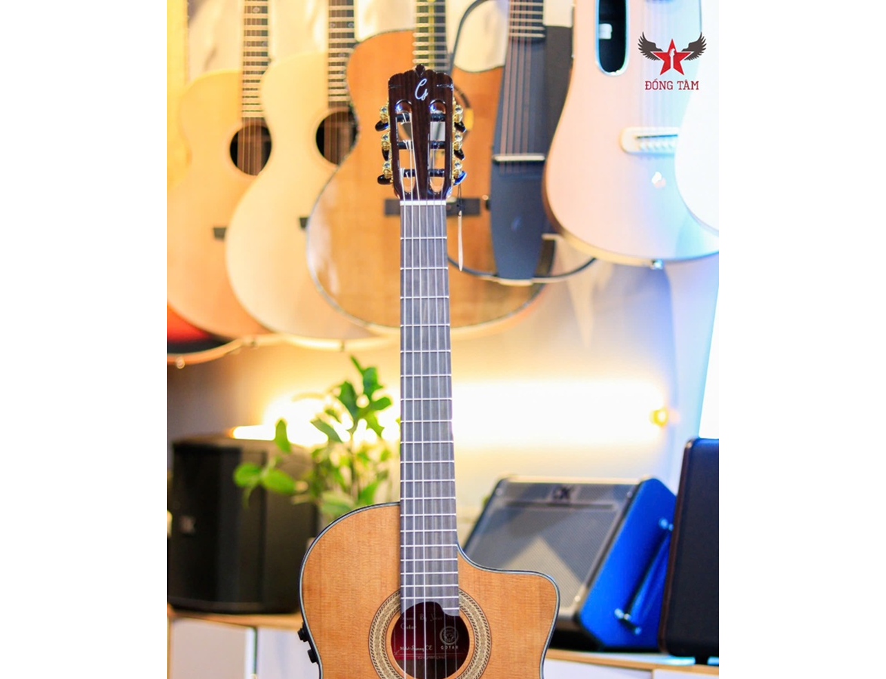 so-sanh-guitar-gotar-va-cordoba